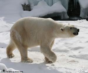 yapboz Kutup ayısı